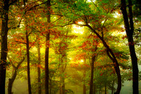 Autumn Trees and Fog_1