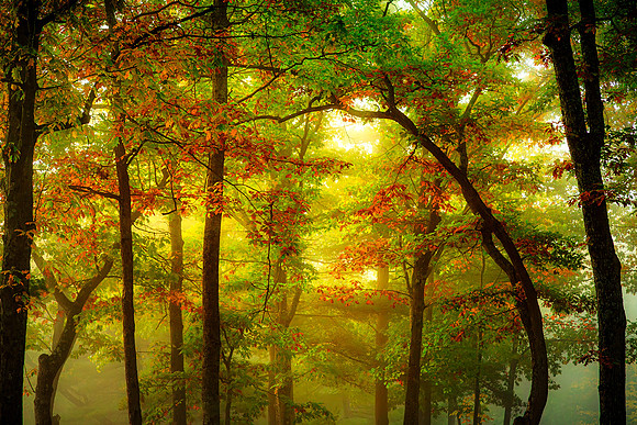 Autumn Trees and Fog_1