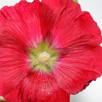 _HP_4414-1_2048 long edge_2048x2048_U_100
