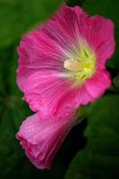 _HP_4367-1_2048 long edge_1365x2048_U_100