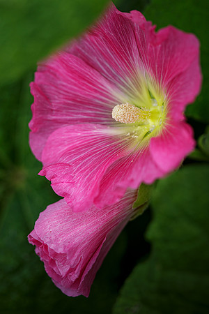 _HP_4367-1_2048 long edge_1365x2048_U_100