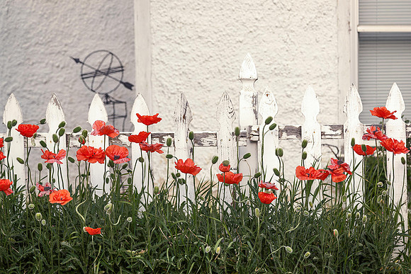 Poppies and Fence with profile