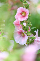 _HP_4467-1_2048 long edge_1365x2048_U_100