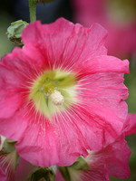 _HP_4418-1_2048 long edge_1536x2048_U_100