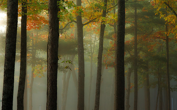 Autumn Trees and Fog_2
