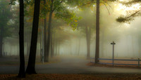 Autumn Trees and Fog