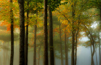 Autumn Trees and Fog_3